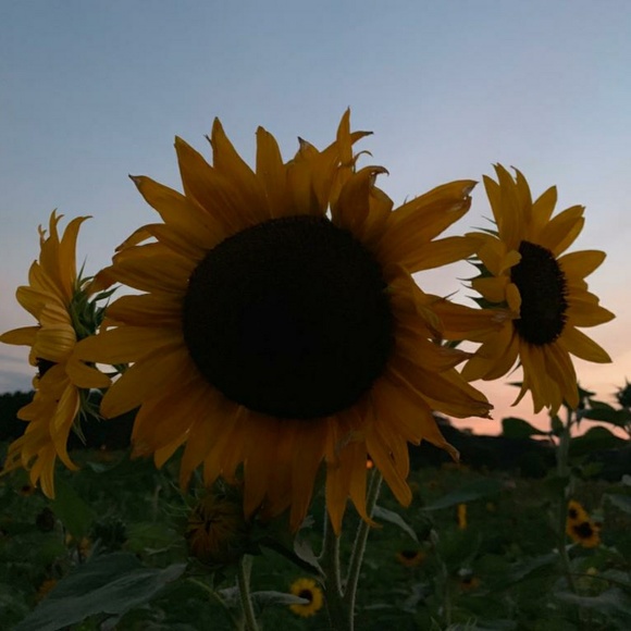 Meet your Posher, Justine - Picture 1 of 1